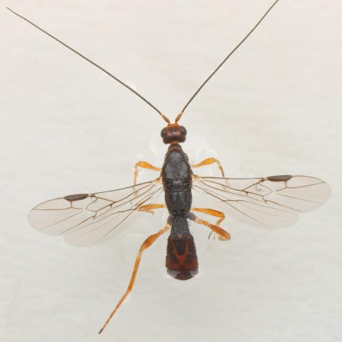 Polystenus rugosus